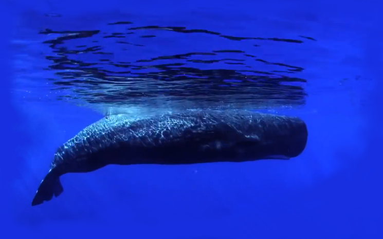 A huge whale